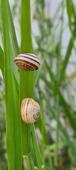 Close-up of snail on plant