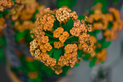 Close-up of red roses on plant