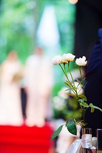 Close-up of flowering plant against blurred background