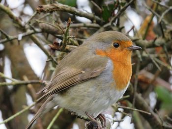 Close-up of bird perching on tree