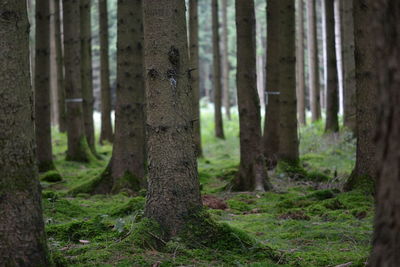 Trees in forest