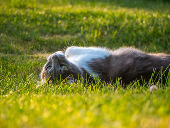 Close-up of dog lying on grass