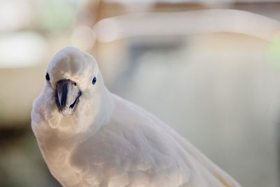 Close-up of a bird