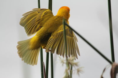 Low angle view of bird perching