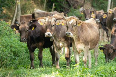 Cows standing in a field