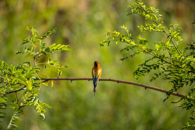 Bird perching on a branch