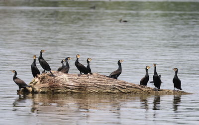 A herd of cormorants sitting on a log flowing in the river