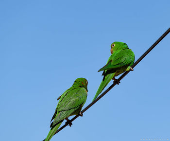 Low angle view of parrot perching on leaf against clear blue sky