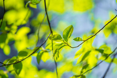 Beautiful, fresh bird cherry leaves against the spring sky.