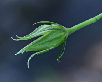 Close-up of fresh green leaf