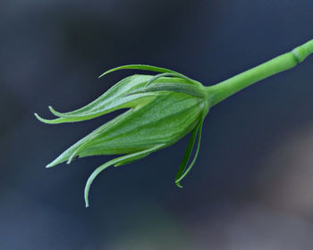 Close-up of fresh flower bud