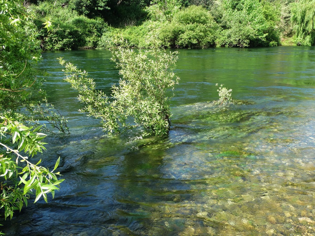 SCENIC VIEW OF LAKE WITH TREES IN BACKGROUND