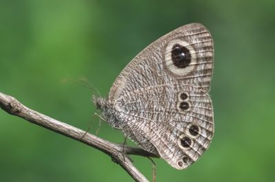 Close-up of butterfly perching on leaf