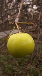 Close-up of fruit on tree