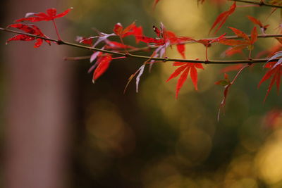 Close-up of red flowers on tree