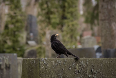 Bird perching on retaining wall