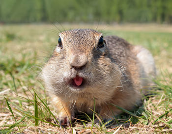 Close-up of rabbit on field