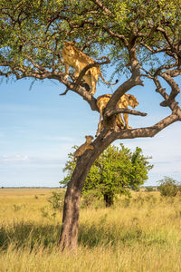 Two lionesses climb tree with two cubs