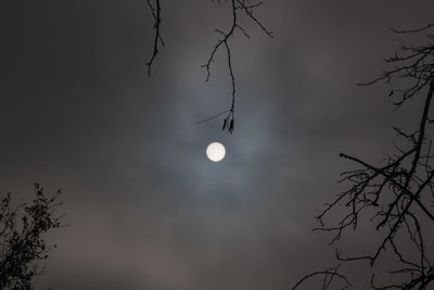 Low angle view of silhouette tree against sky at night