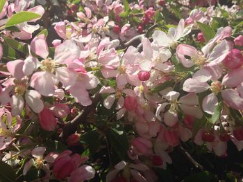 Close-up of pink flowers