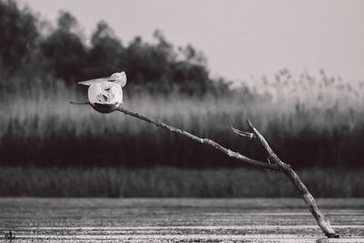 Pelican perching on a branch by the lake