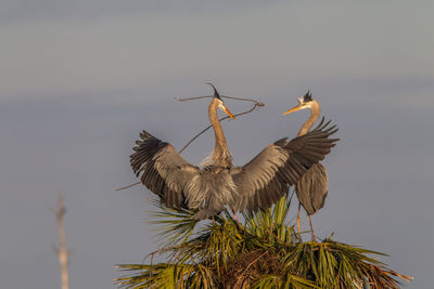 Low angle view of birds against sky