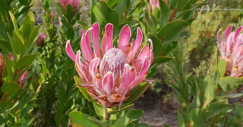 Close-up of pink flowering plant