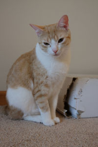 Close-up of cat sitting on carpet against wall