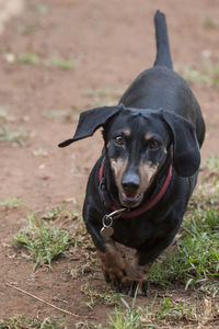 Sausage dog tanning towards to camera