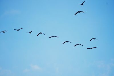 Low angle view of birds flying against clear blue sky