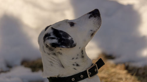 Close-up of a dog looking away