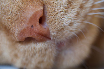 Close-up of cat