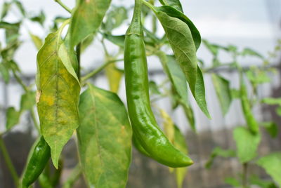 Closeup view of green chillies grown on a potted plant