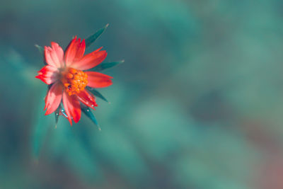 Close-up of red flower