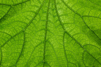 Full frame shot of green leaf