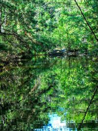 Reflection of trees in lake