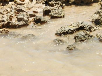 High angle view of crab on beach