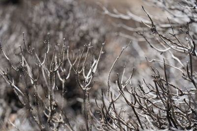 Close-up of frozen plants on field