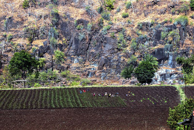 Plants growing on field