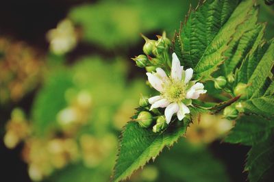 Close-up of flowering plant