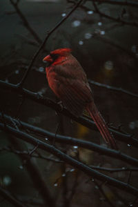 Close-up of bird perching on red floor