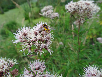 Close-up of bee pollinating on purple flower