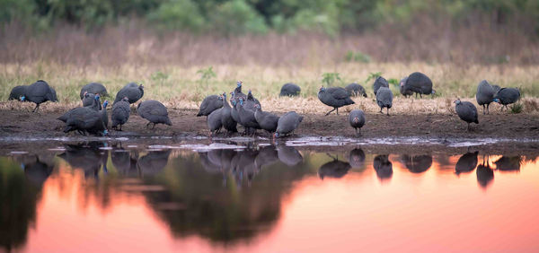 Birds in a lake