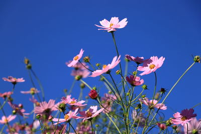Close-up of pink flowering plant against blue sky