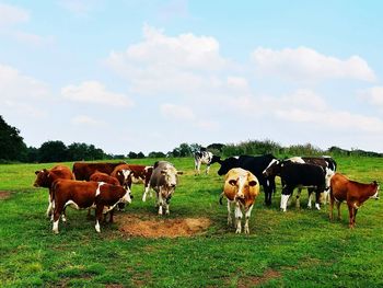 Cows on field against sky