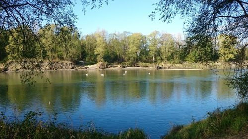 Reflection of trees in calm lake