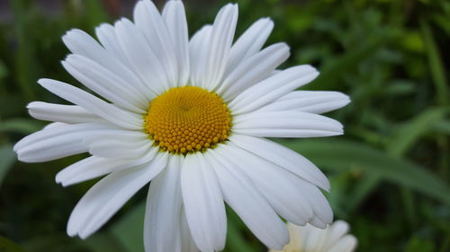 Close-up of yellow flower blooming outdoors