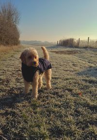 Dog standing on field