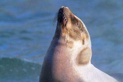 Close-up of sea lion