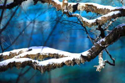 Close-up of frozen tree against sky